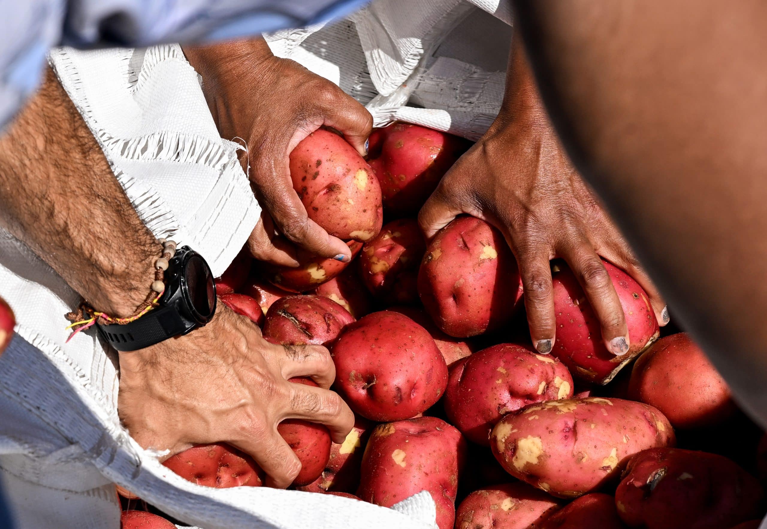 Volunteers grab potatoes from a large bag during a food distribution event.