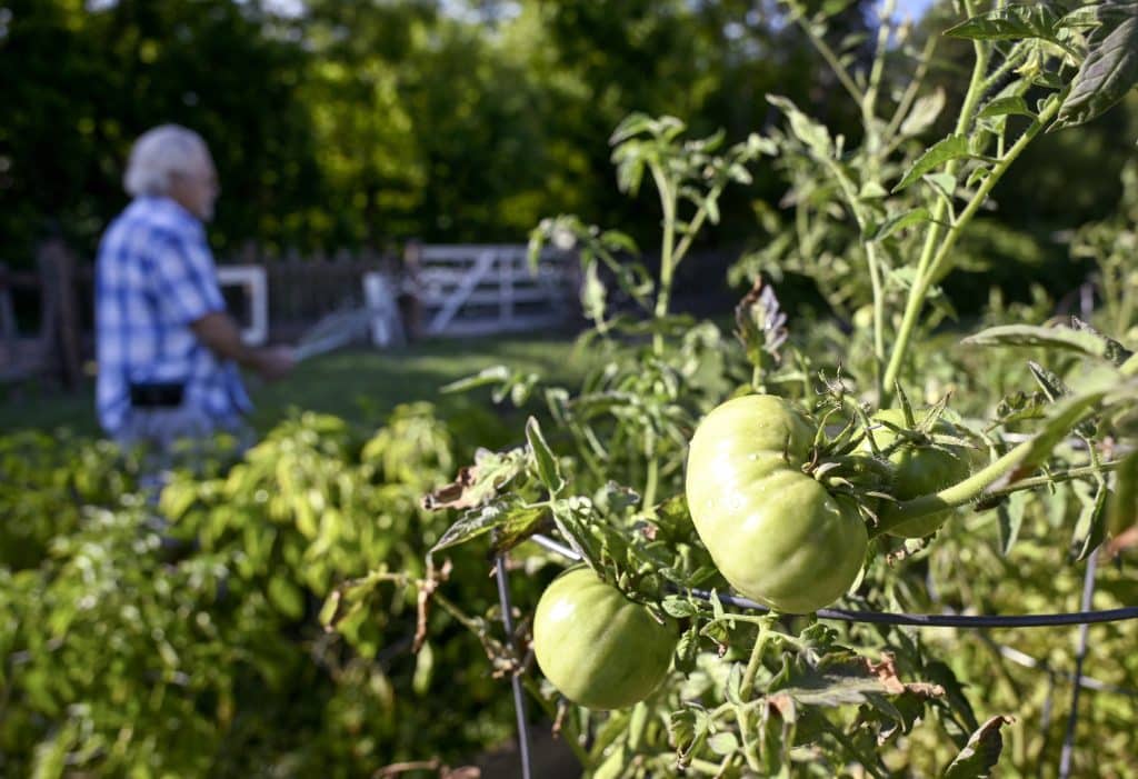 A unripe green tomato on the vine in the foreground, lightly misted, with a man spraying a hose in the background