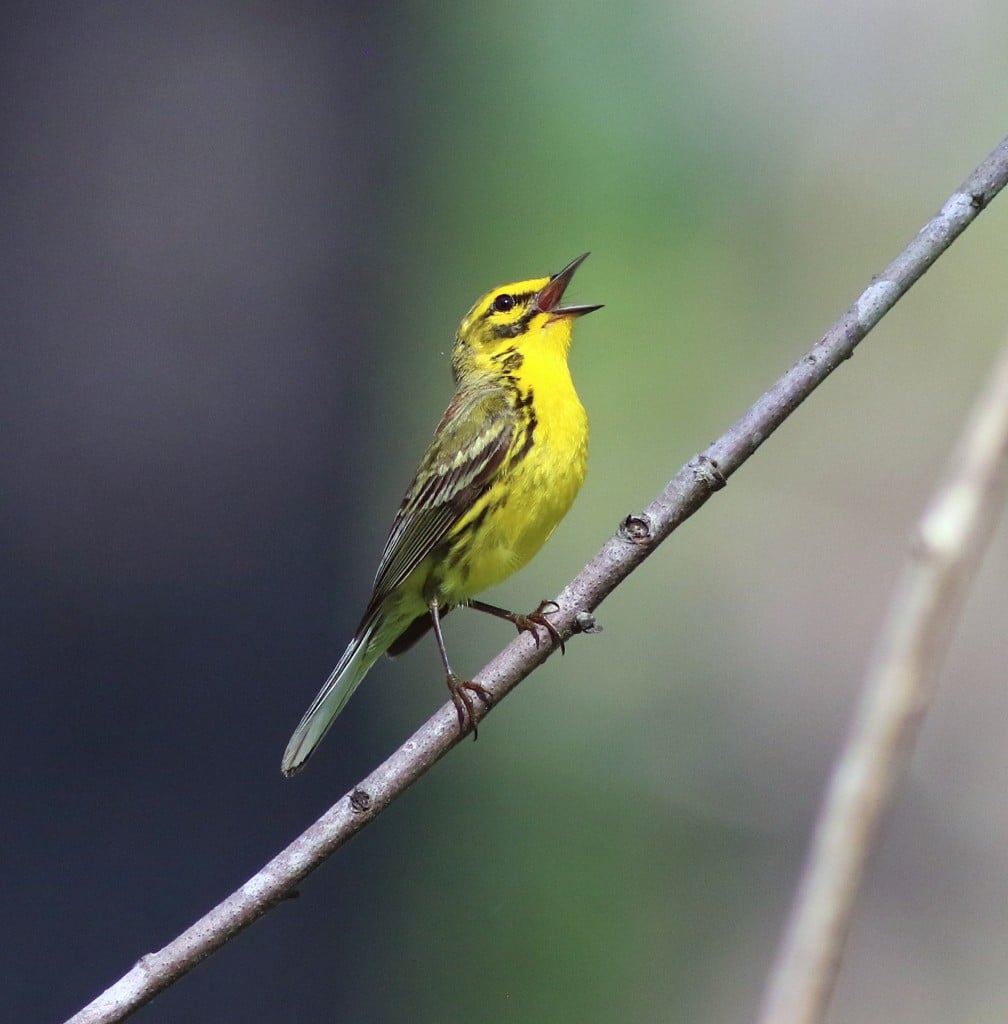 A yellow and black bird sings while standing on a small tree branch.